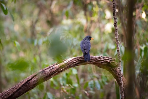 Free stock photo of bird, jungle, jungle background