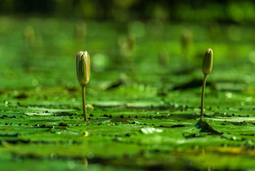 Free Lotus Flower Buds in a Pond Stock Photo