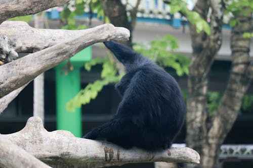 Foto d'estoc gratuïta de amant de la natura, amant dels animals, animals bufons