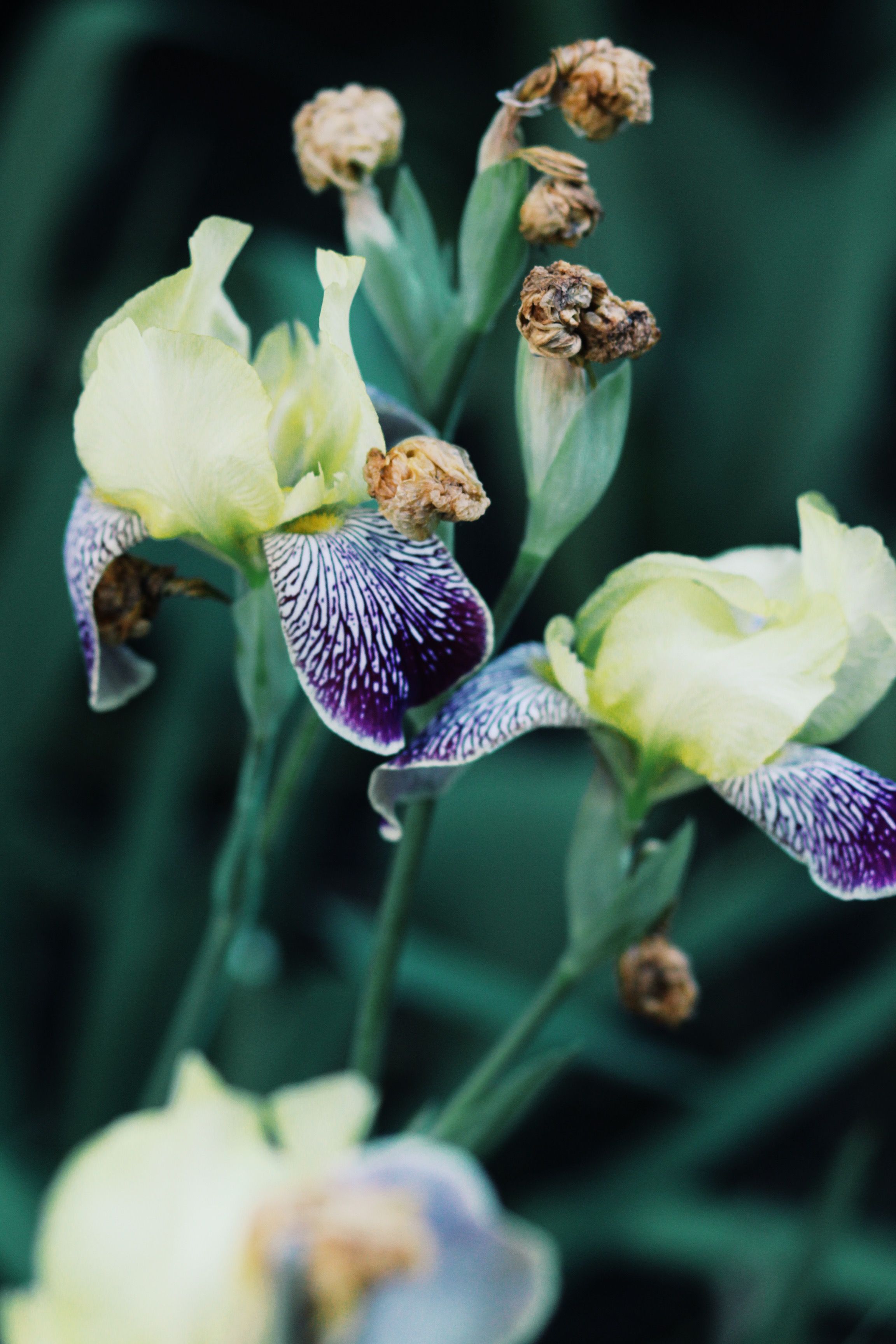 Beautiful close-up of purple and yellow iris flowers in full bloom, showcasing intricate petal patterns.