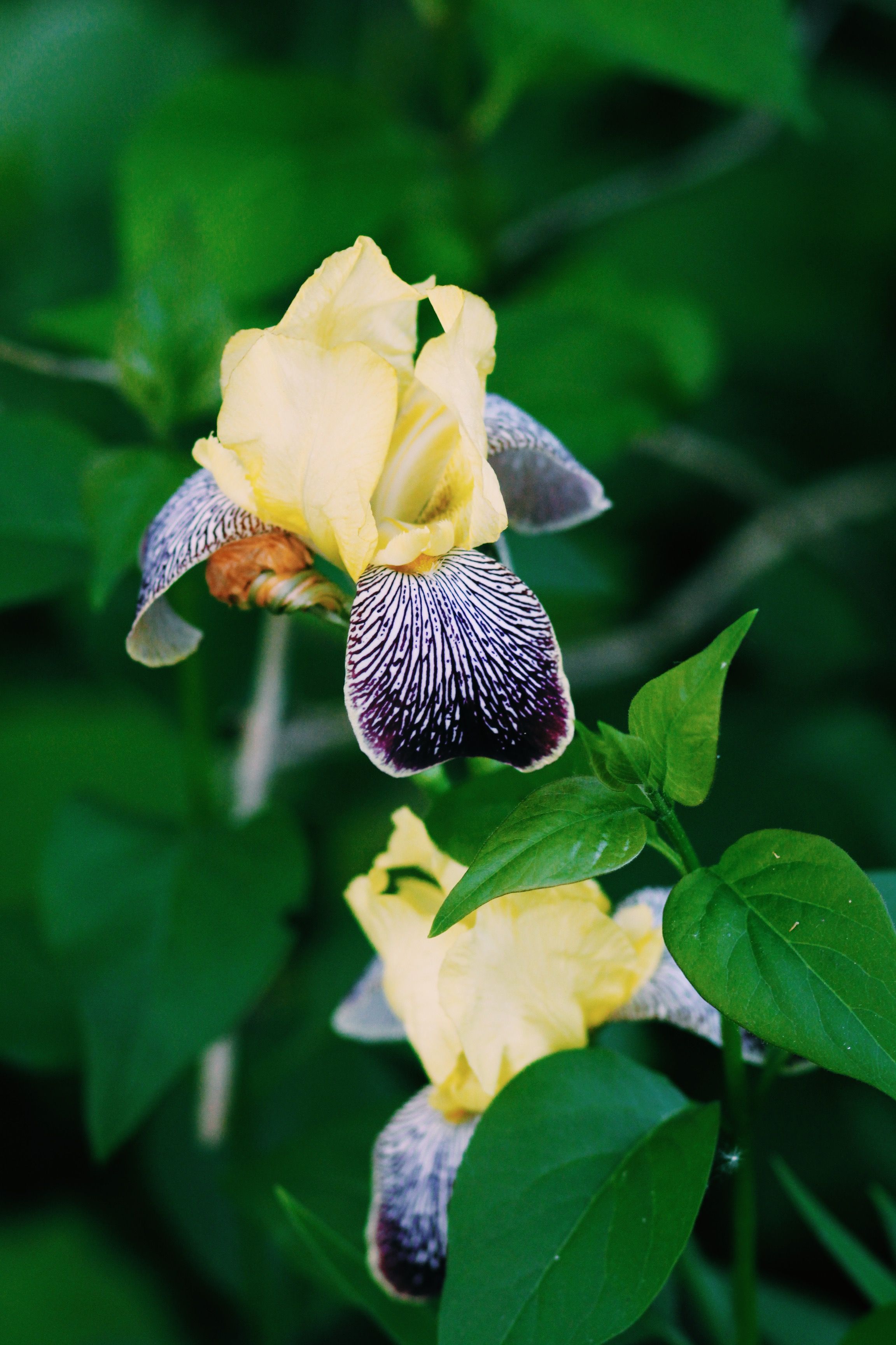 Vibrant close-up of blooming yellow bearded iris with lush green leaves in spring.
