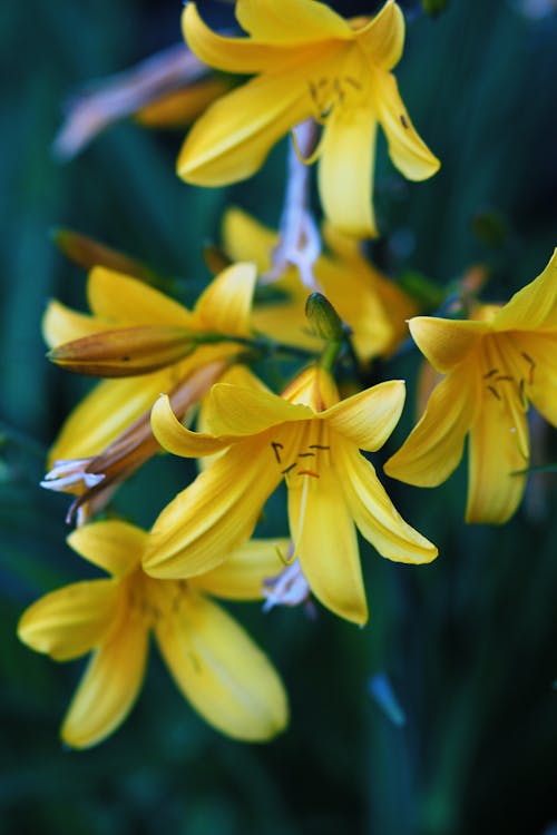 Close Up Photo of Yellow Daylily 