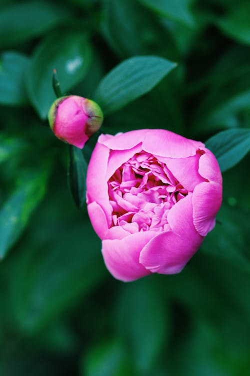 Kostnadsfri bild av blomfotografi, blomknopp, blomma