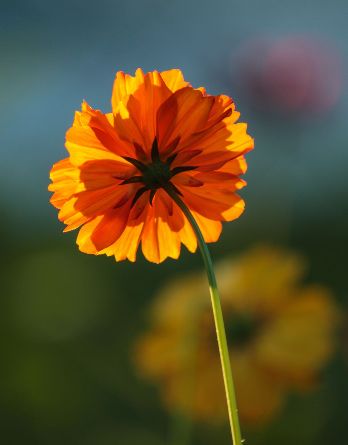 Photo Bloom A Close-up Shot of a Blooming Flower · Free Stock Photo