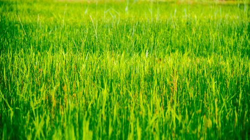 Free A lush green grass field under bright daylight, perfect for agricultural themes. Stock Photo