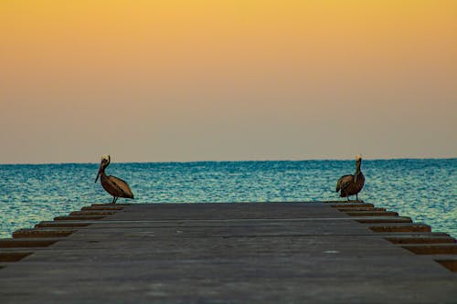 Free stock photo of birds, dawn, morning sky Stock Photo