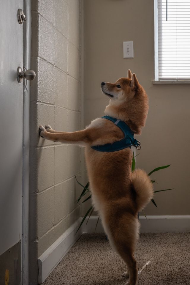 Dog waiting by the door before owner leaves