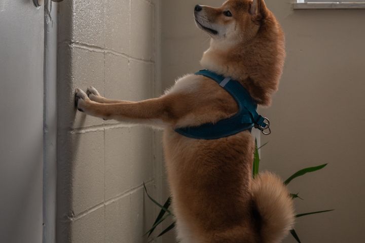 Cão apoiado na porta de casa, esperando o tutor voltar
