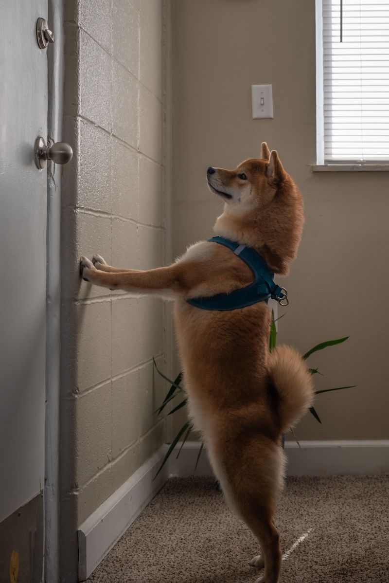 Scout - photo 1