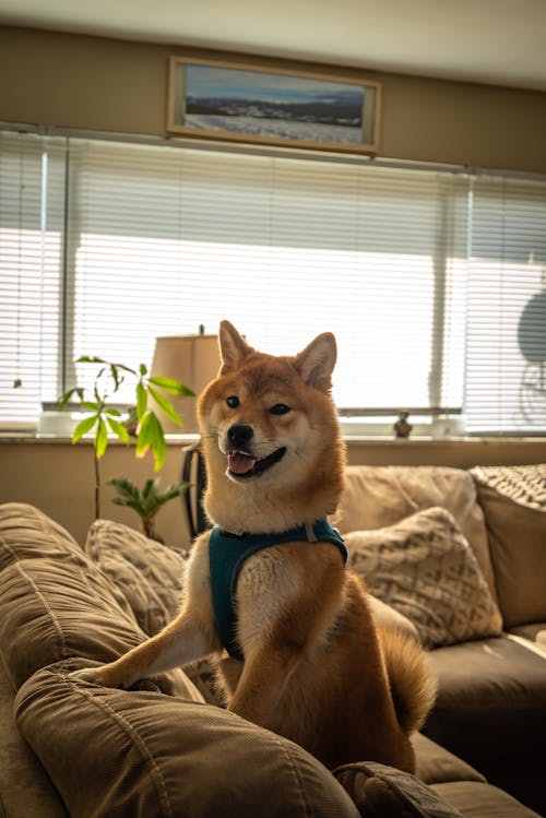 Brown Dog Sitting on a Brown Couch