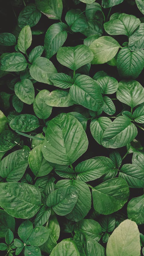 4k 바탕화면, 나뭇잎, 녹색의 무료 스톡 사진