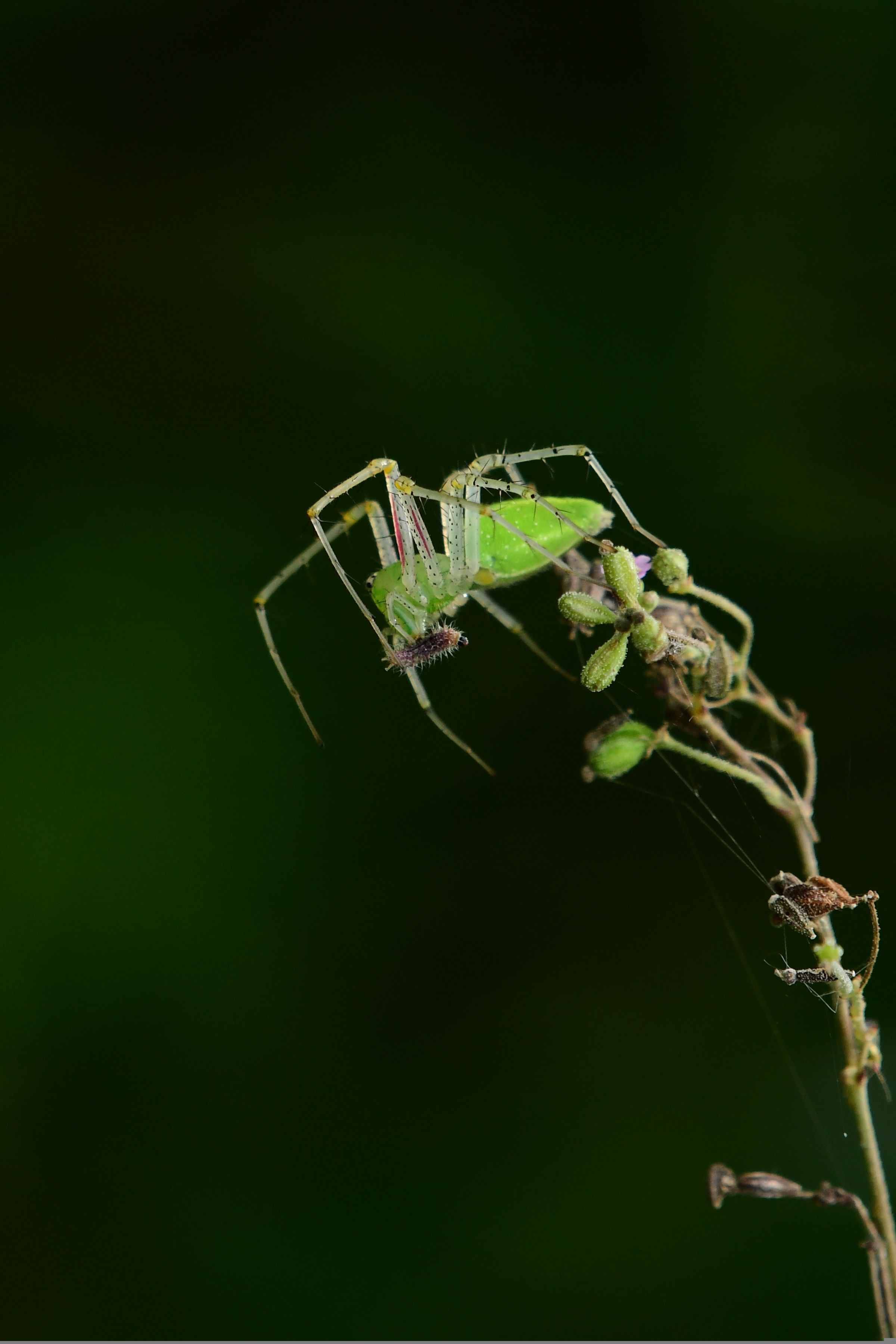 Green Insect in Close Up Photography · Free Stock Photo