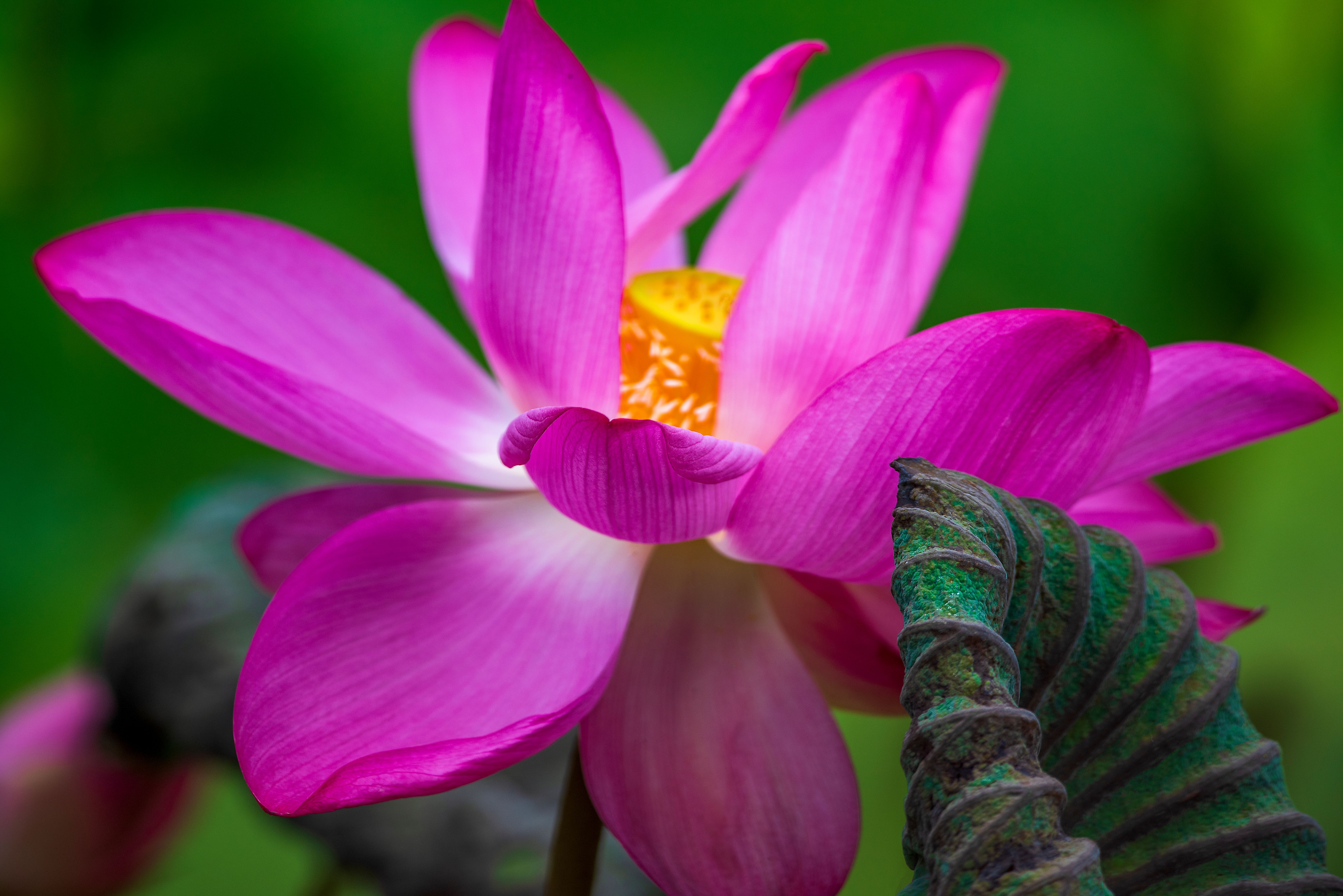 Close Up Photo of Water Lily · Free Stock Photo