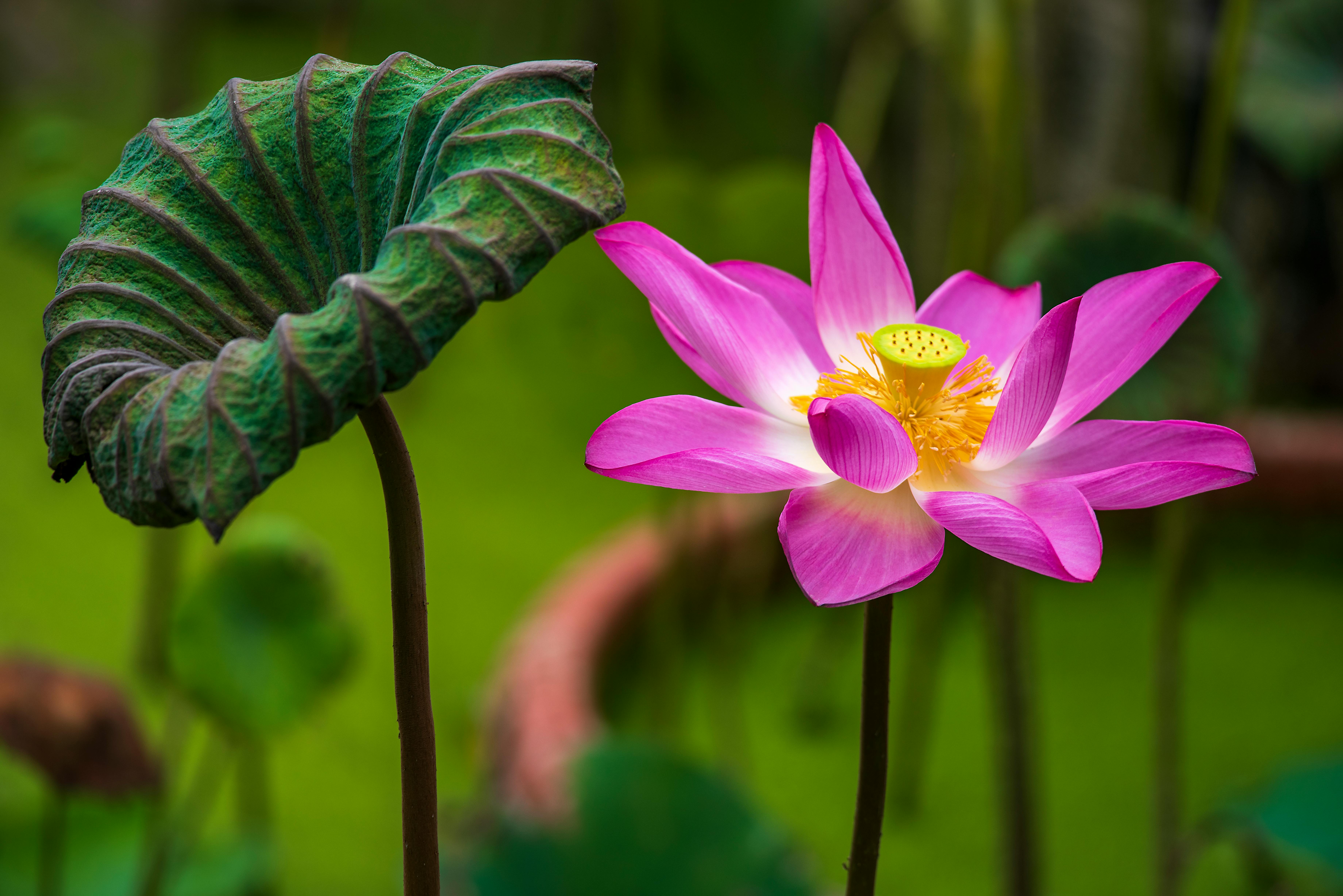 lotus flower in korean