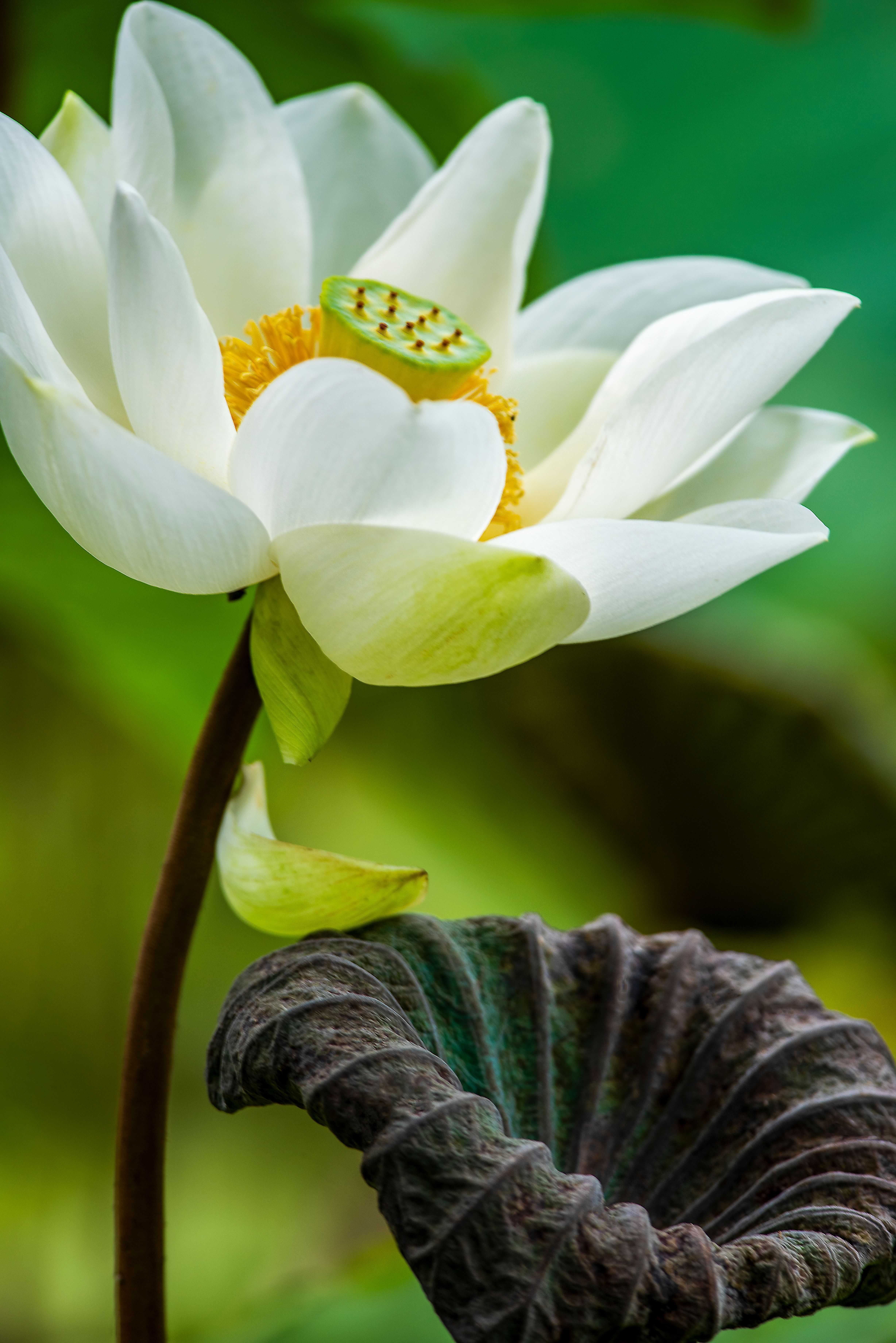 90,000+ Best Lotus Flower Photos · 100% Free Download · Pexels Stock Photos
