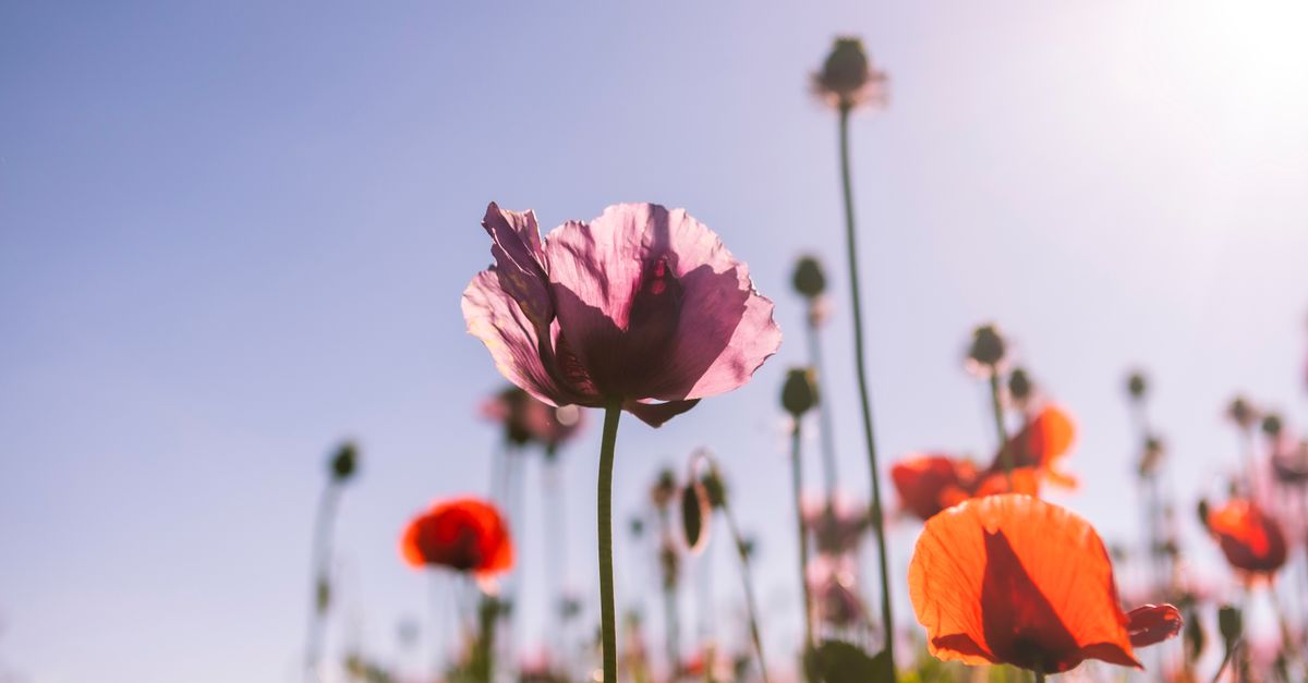 Cómo cultivar un jardín de flores silvestres: guía práctica