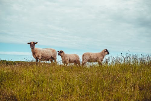 Ilmainen kuvapankkikuva tunnisteilla eläin, eläinkuvaus, lammas