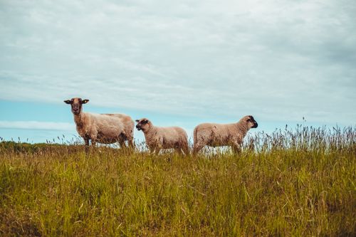 Free Tranquil image of sheep grazing on lush grass under a cloudy sky in German countryside. Stock Photo