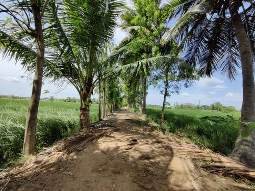 Free stock photo of agricultural field, agricultural lands, paddy field Stock Photo