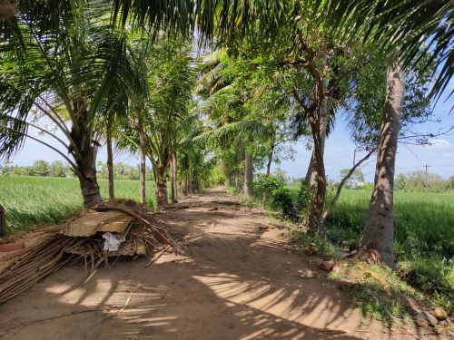 Free stock photo of agricultural, agriculture, india Stock Photo