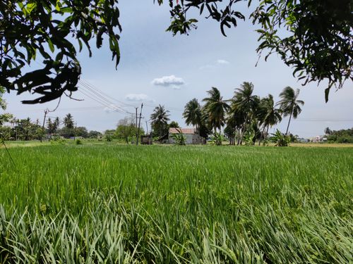Free stock photo of agricultural, agriculture, india Stock Photo