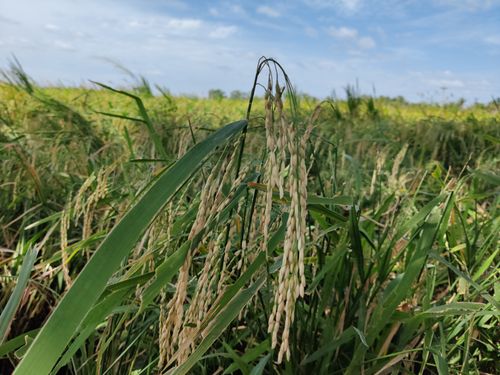 Free stock photo of agricultural, agriculture, india Stock Photo