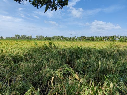 Free stock photo of agricultural, agriculture, india Stock Photo