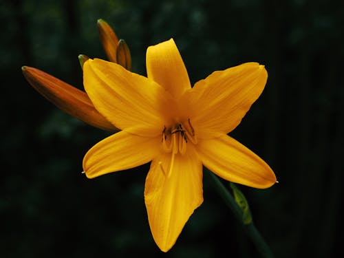 Yellow Flower in Tilt Shift Lens