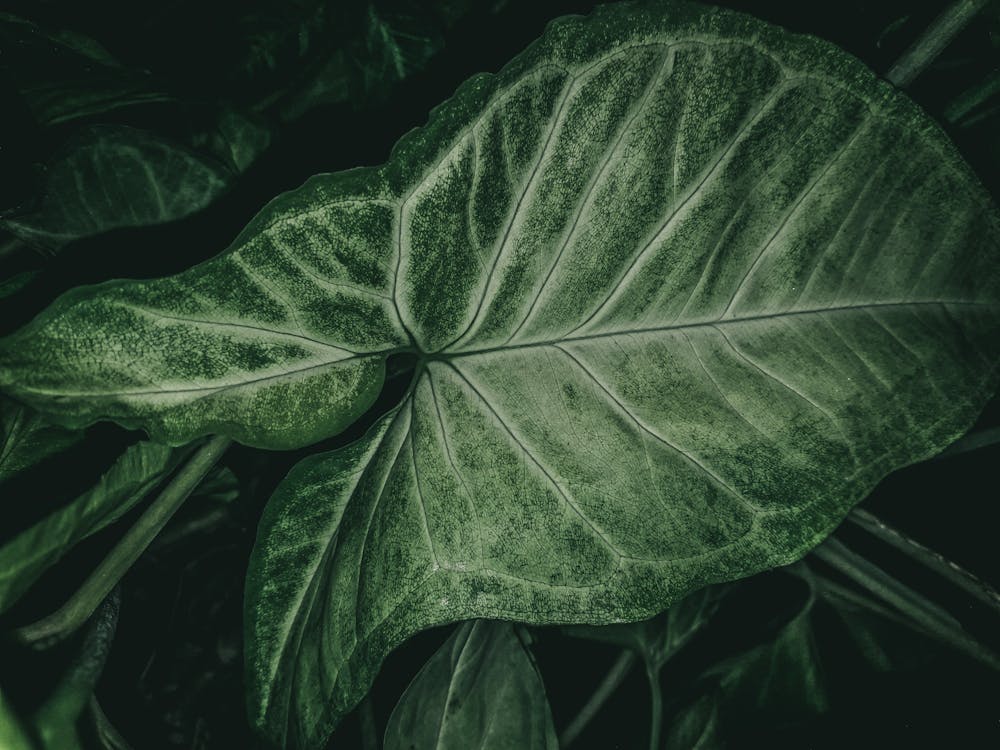 bitki, bitkibilim, botanik içeren Ücretsiz stok fotoğraf