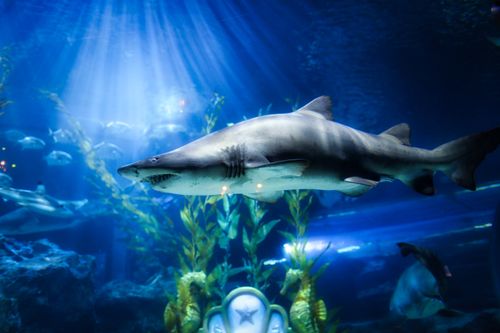 Free Close-up of a shark in a vibrant underwater setting with rays of light in a Bangkok aquarium. Stock Photo
