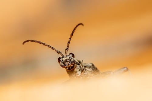 Immagine gratuita di artropode, coleottero longhorn a macchie nere, entomologia