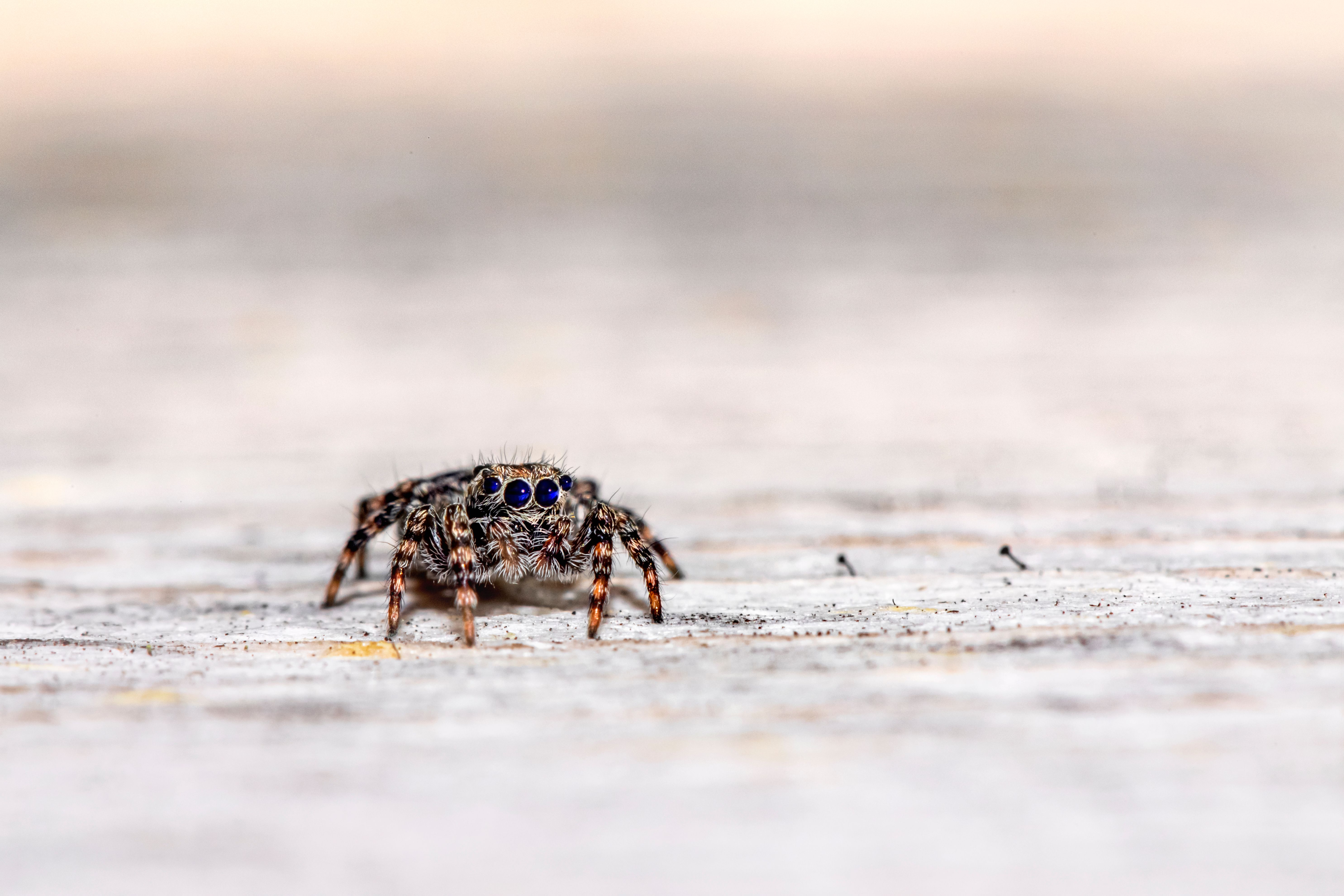 Close-up macro image of a jumping spider with blue eyes on a wooden platform.