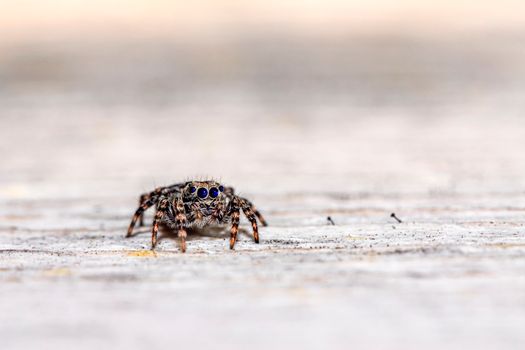 Brown and Black Jumping Spider on White Sand