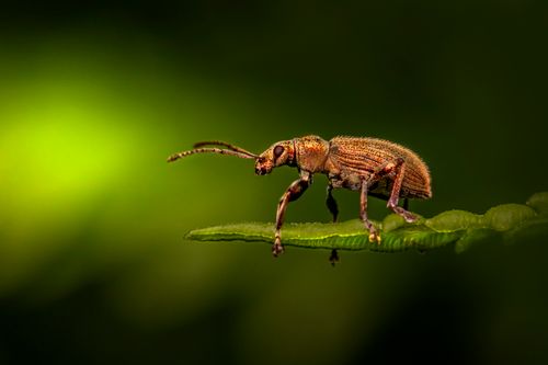 Free Detailed macro photo of a beetle perched on a leaf, set against a vibrant green backdrop. Stock Photo
