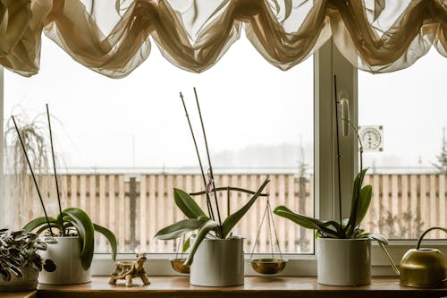 內部, 冬季, 室內植物 的 免费素材图片