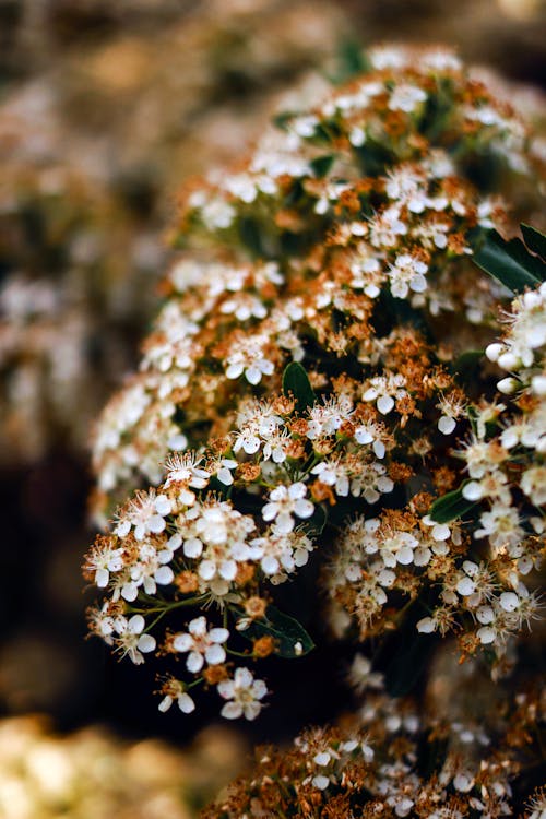 A Bunch of White Flowers