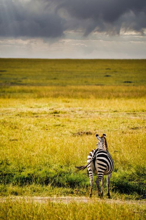 Free Lone zebra standing in the vast grasslands of Nakuru County, Kenya, under a dramatic sky. Stock Photo