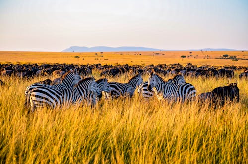 Free Photo of Zebras on Grassfield Stock Photo
