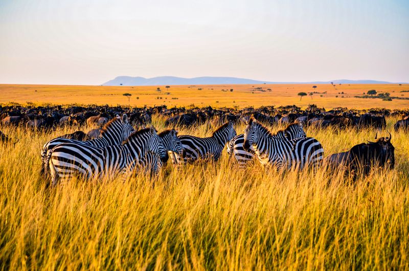 Safari grassland