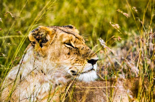 büyük kediler, dişi aslan, kapatmak içeren Ücretsiz stok fotoğraf