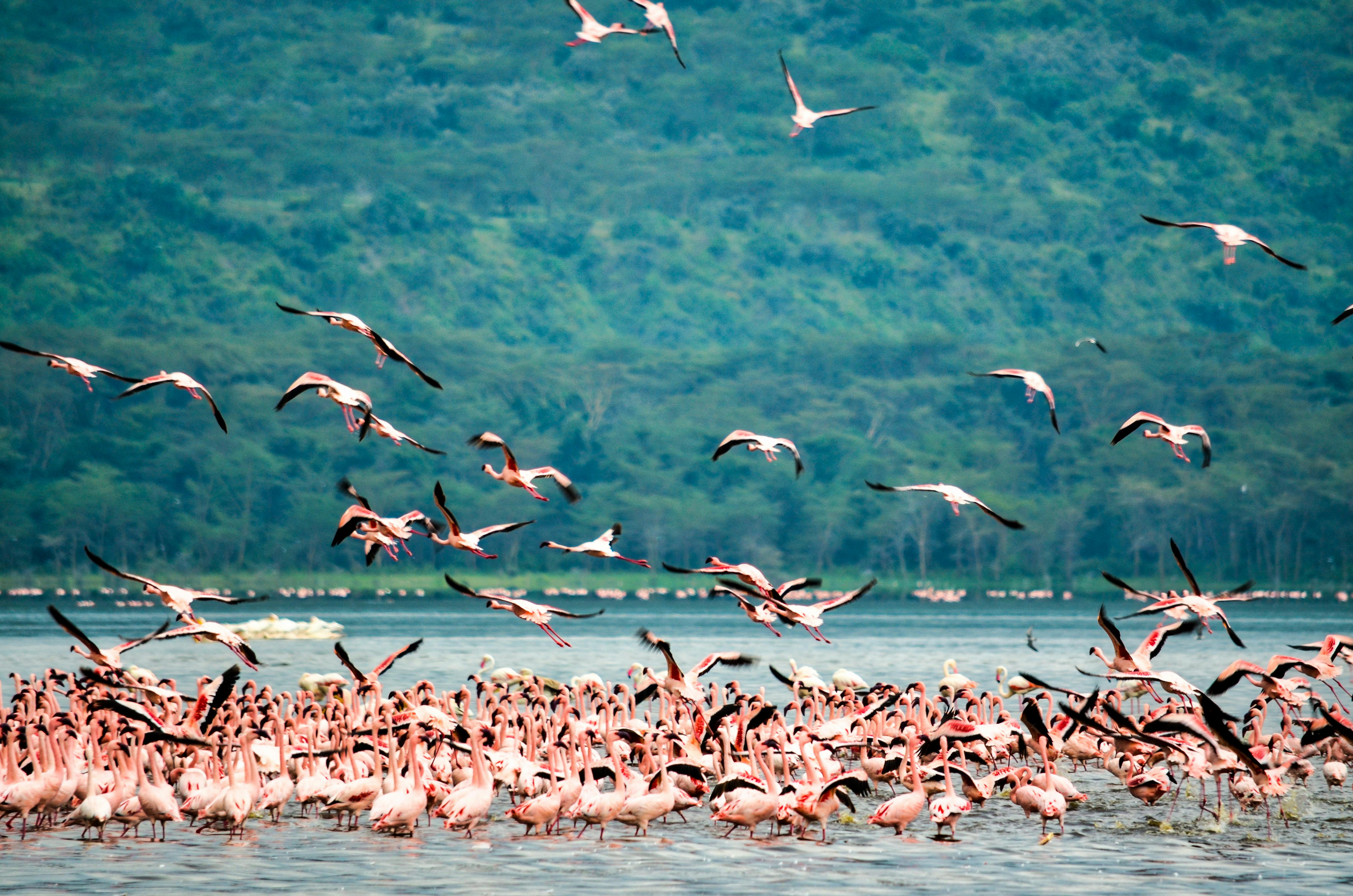 Highlights of kenya - Image 2