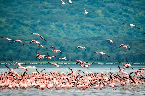 fauna, flamingo, habitat içeren Ücretsiz stok fotoğraf