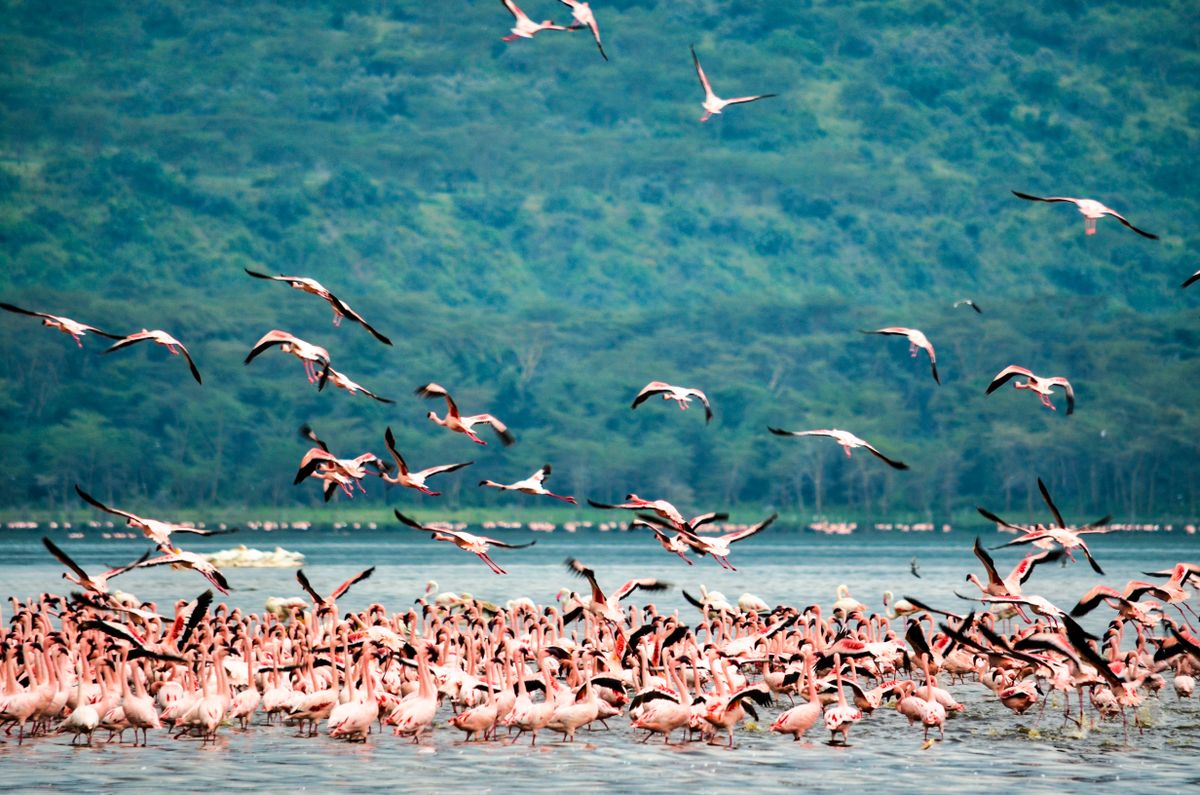 Lake Nakuru & the Rift Valley