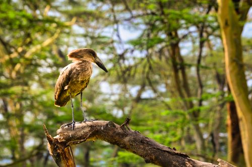 Free A Hammerkop bird perched on a branch in a vibrant Kenyan wildlife habitat. Stock Photo