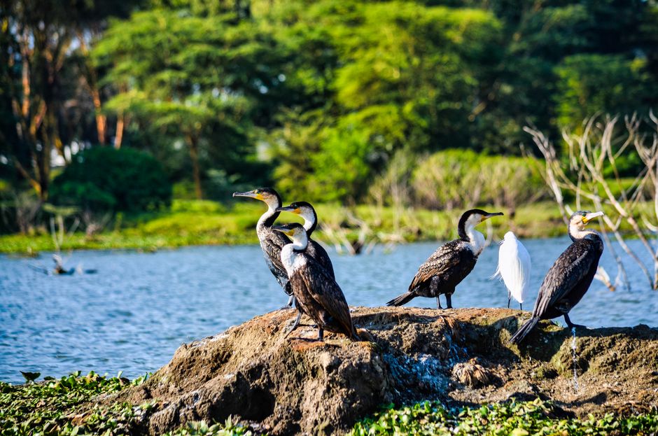 Foto de Reserva Nacional de Masai Mara