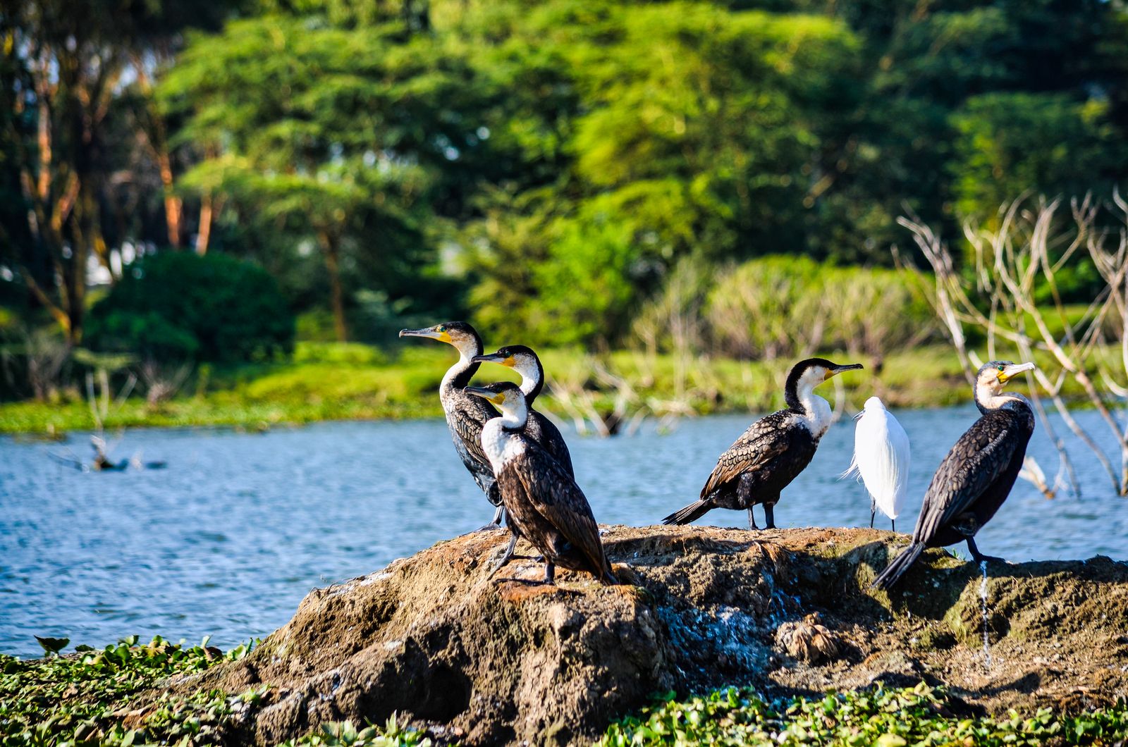 Nairobi → Nakuru Gölü