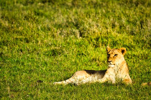 Amboseli under Kilimanjaro (elephants) — Kenya Safari