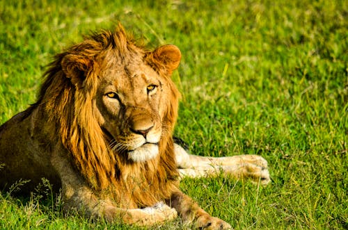Free Brown Lion Lying on Green Grass Stock Photo