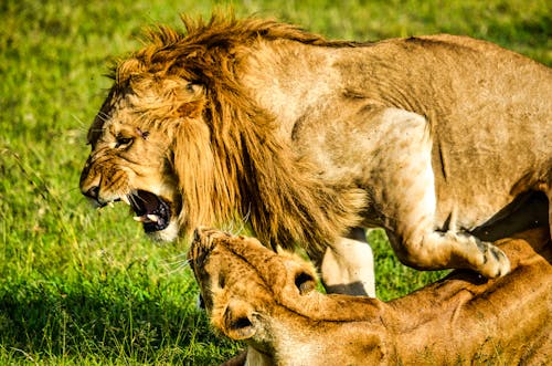 Free Lion and Lioness on Green Grass Field Stock Photo