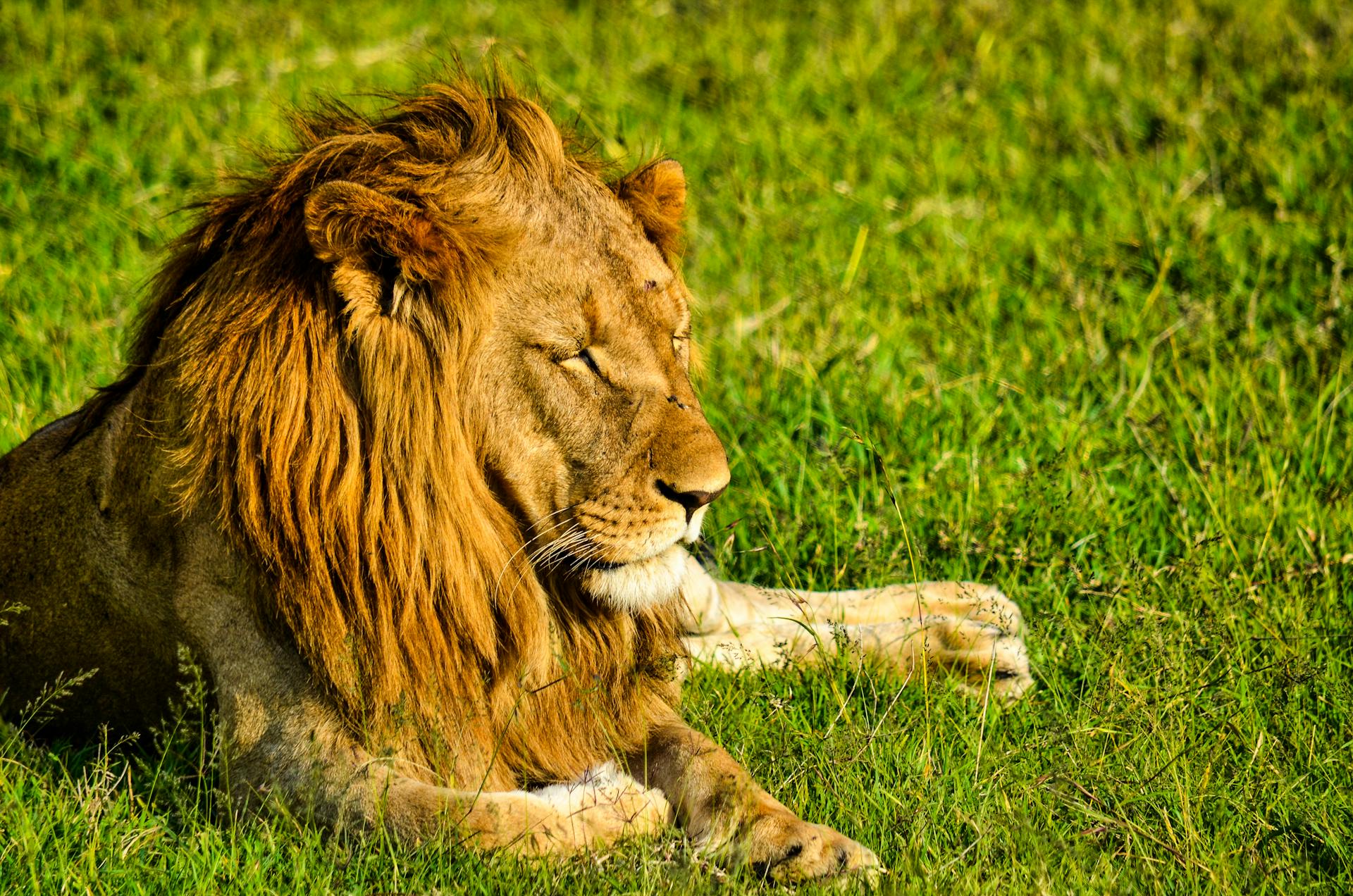 A powerful lion resting in the lush fields of Laikipia County, Kenya, showcasing its majestic mane.